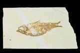 Bargain, Fossil Fish (Knightia) - Wyoming #149825-1